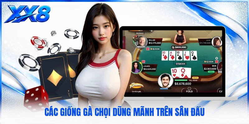 Đá Gà XX8 Các giống gà chọi dũng mãnh trên sân đấu